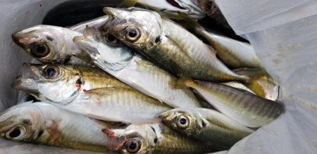 宮崎町箕島漁港アジング