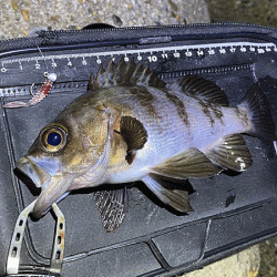 二見メバリング(2020-3)