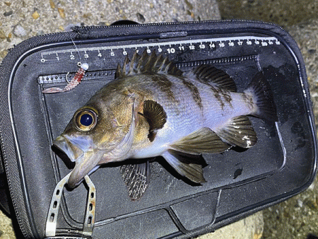 二見メバリング(2020-3)