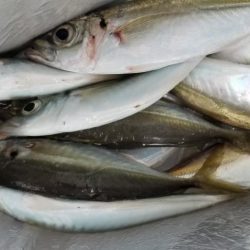 雨上がりアジング