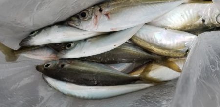 雨上がりアジング