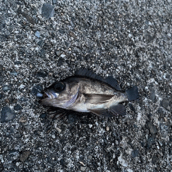 高砂メバリング(2020-5)