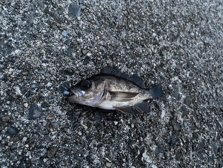 高砂メバリング(2020-5)