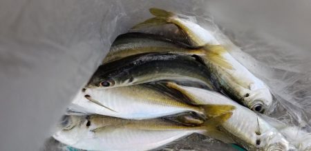 ナイトアジング