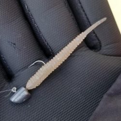 アジング　辰ヶ浜