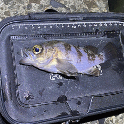 高砂メバリング(2020-6)