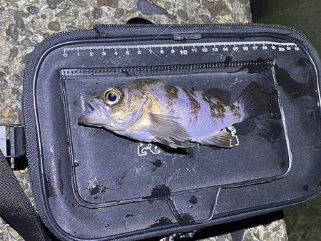 高砂メバリング(2020-6)