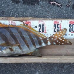 タカノハダイ、サンノジ、アジ沢山（＾＾）ｂ