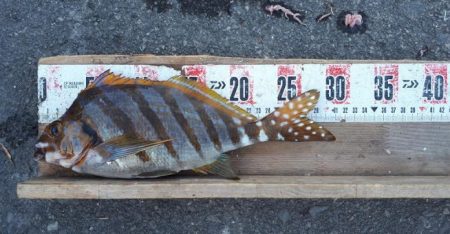 タカノハダイ、サンノジ、アジ沢山（＾＾）ｂ…