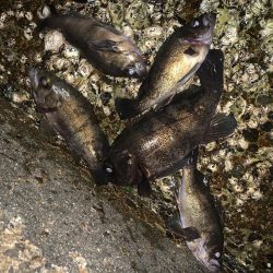 寒いけど魚は元気!