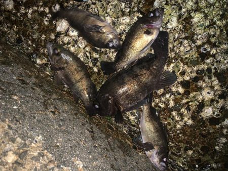 寒いけど魚は元気!