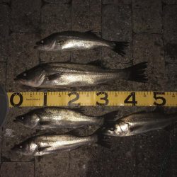 エビ撒き釣りはやめられない