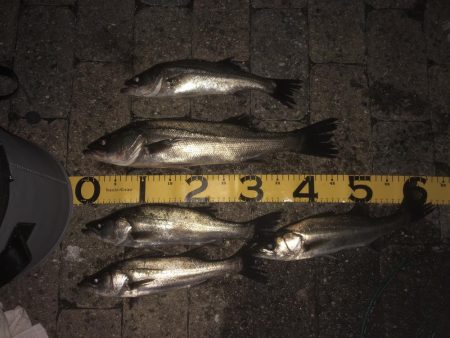 エビ撒き釣りはやめられない