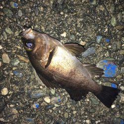 厳寒期アジング