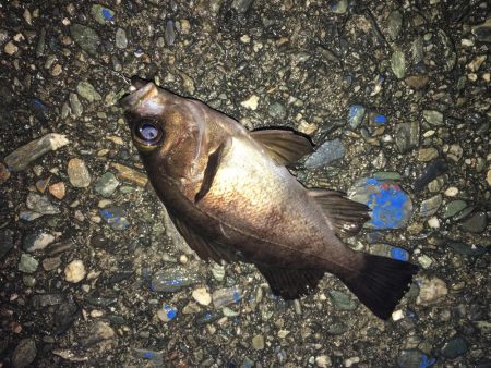 厳寒期アジング