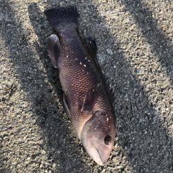 ハリス太めで正解