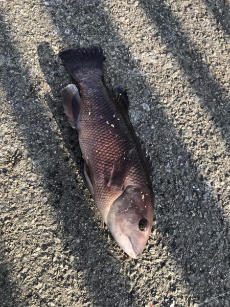 ハリス太めで正解