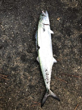 早朝から人だらけ