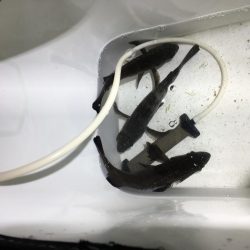 暴風メバリング