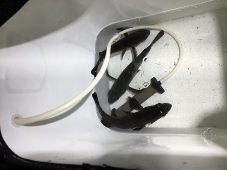 暴風メバリング