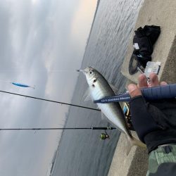 中アジ釣れてますよ(初投稿)