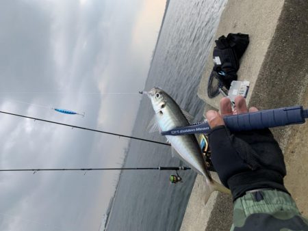 中アジ釣れてますよ(初投稿)