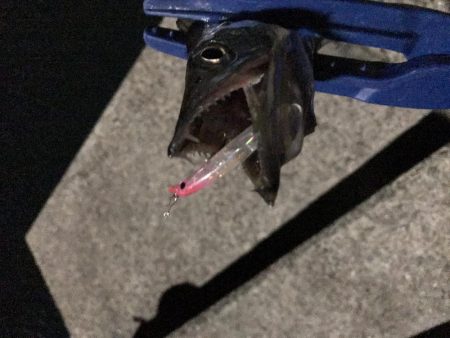 ライズの正体は…