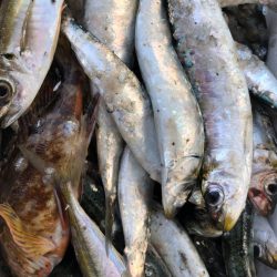 釣りというより漁でした。