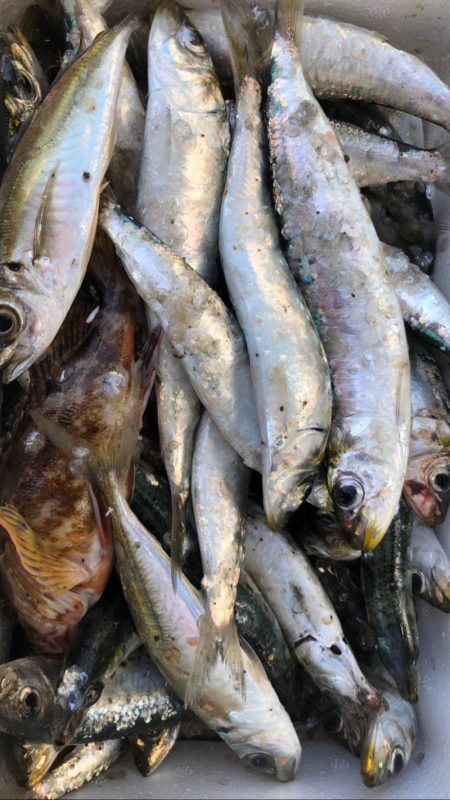 釣りというより漁でした。