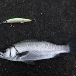 80のブリと50弱のヒラスズキ