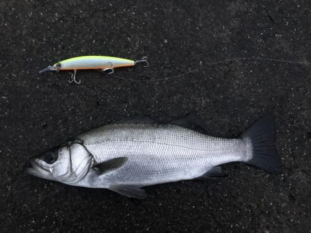 80のブリと50弱のヒラスズキ