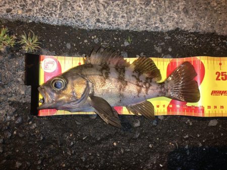 記録更新！最小のね…