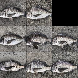 イチノ兄弟、釣果！