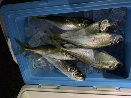 粭島大東漁港アジング