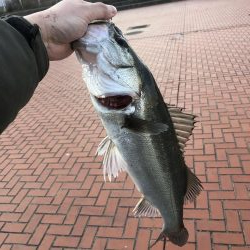 エビでハネを釣る