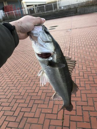 エビでハネを釣る