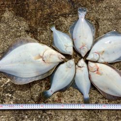 カレイ自己記録 W更新