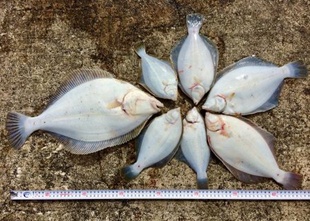 カレイ自己記録 W更新