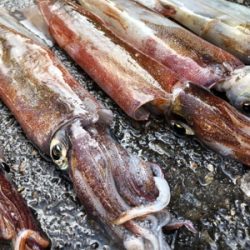 ヤリイカ邪道編