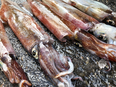 ヤリイカ邪道編