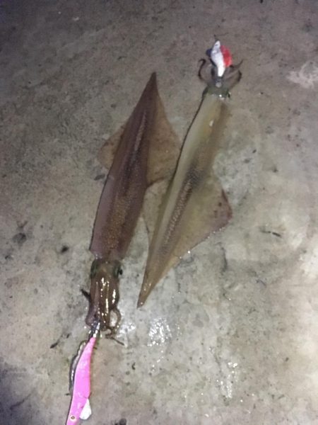 邪道エギ最強！