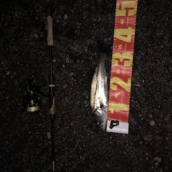 尺超えシーバス