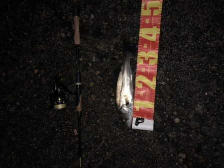 尺超えシーバス