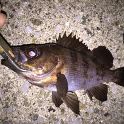 ぼちぼちとメバリング