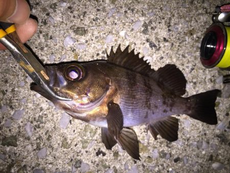 ぼちぼちとメバリング