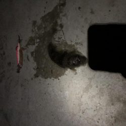 渋くなってきたかもしれません