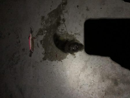 渋くなってきたかもしれません