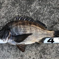 イチノ兄弟、釣果!