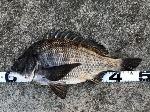 イチノ兄弟、釣果！