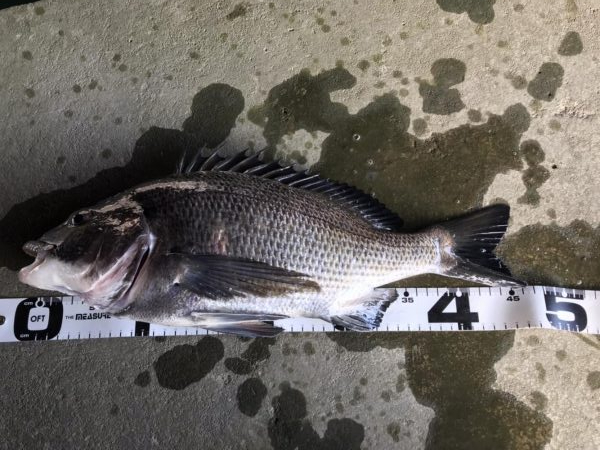 イチノ兄弟、釣果！